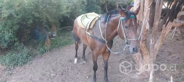 Potranca de 3.5 años