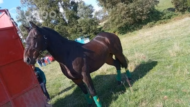Caballo - Imagen 2