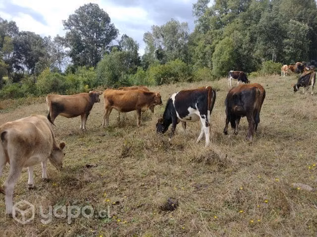 Vaquillas para lechería