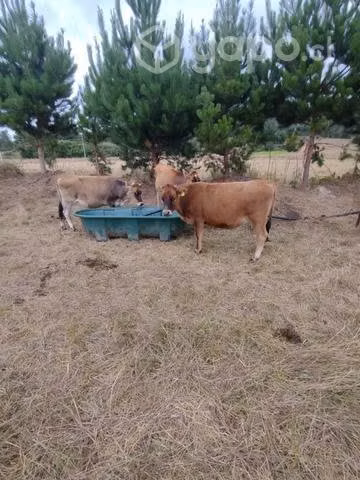 Vaquillas para lechería