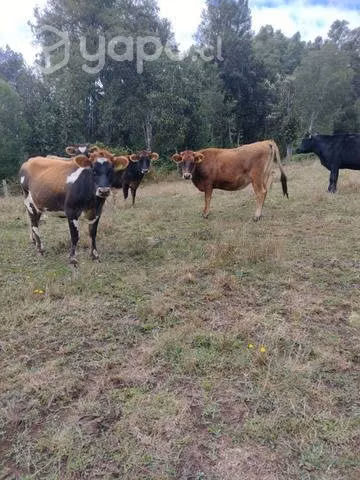Vaquillas para lechería
