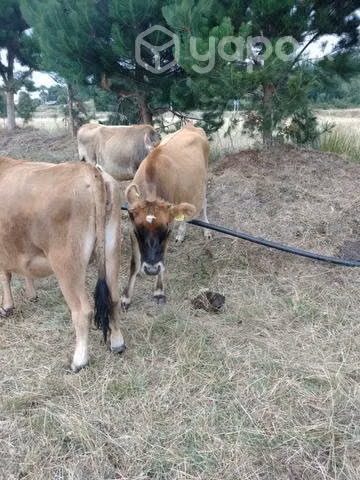 Vaquillas para lechería