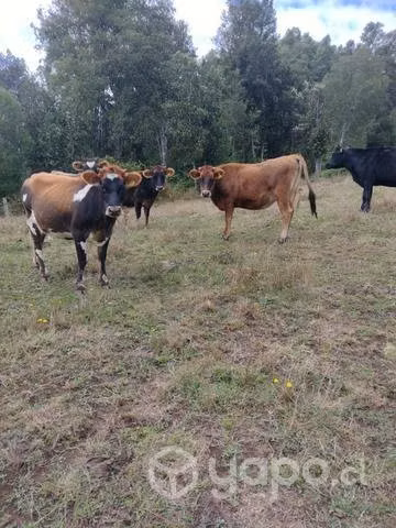 Vaquillas para lechería