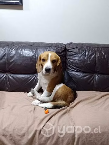 Beagle macho busca su princesa