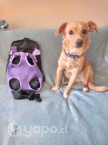 Mochila transporte perros o gatos transpirable