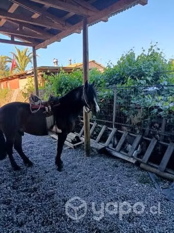 Caballo Inscrito - Imagen 2