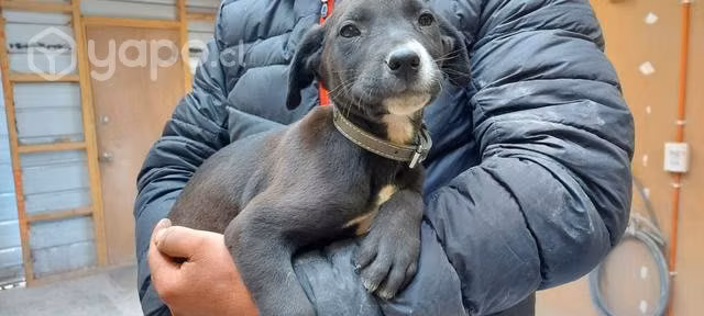 Regalo lindos cachorritos