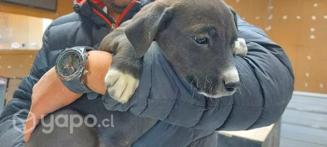 Regalo lindos cachorritos