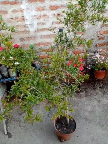 GRANADO - Imagen 5