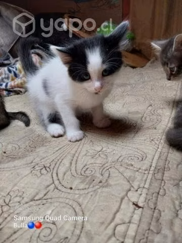 Se regalan gatitos
