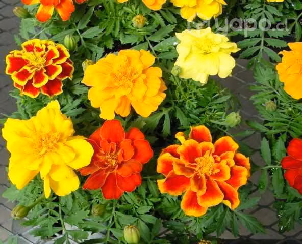 18 sobres de semillas de Flores Bellos Jardines