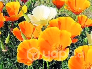 18 sobres de semillas de Flores Bellos Jardines