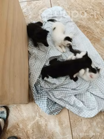 Gatitos de siete semanas
