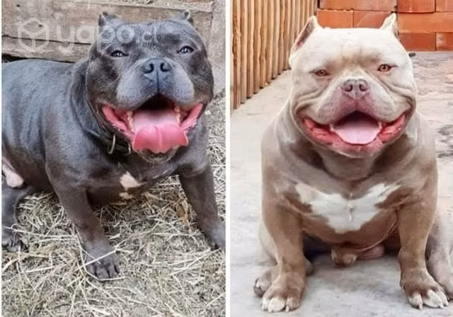 American bully