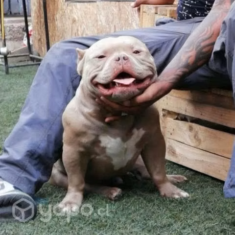 American bully