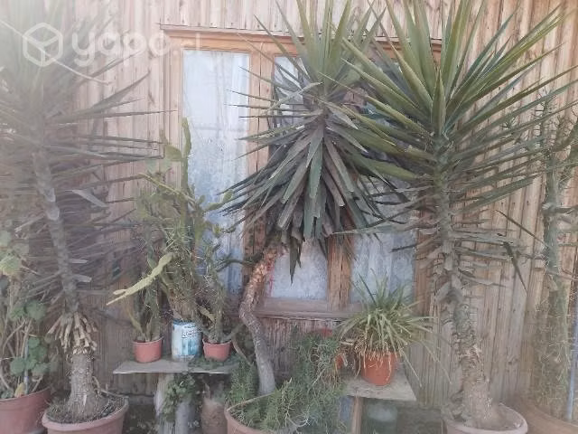 Palmeras