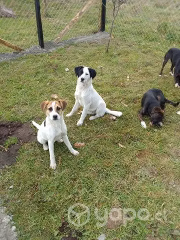 Regalo Perritos