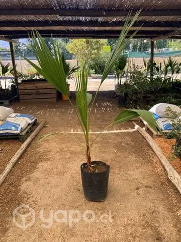 Palmera abanico 1,3 mts de altura aproximadamente