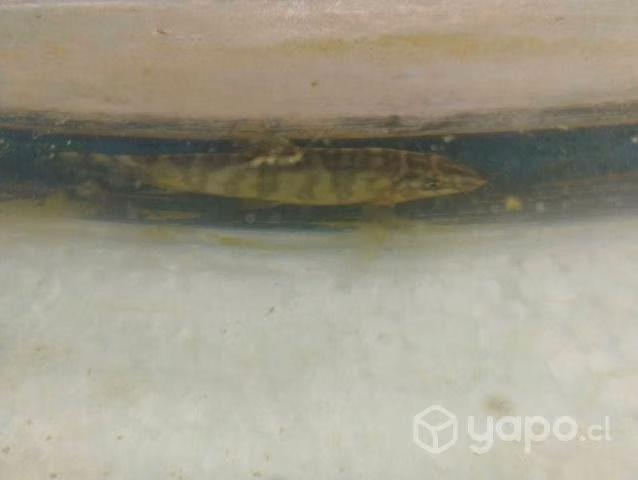 Pecera 100 L+Pez - Imagen 3