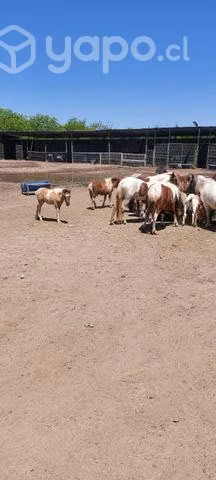 Pony falabella - Imagen 4