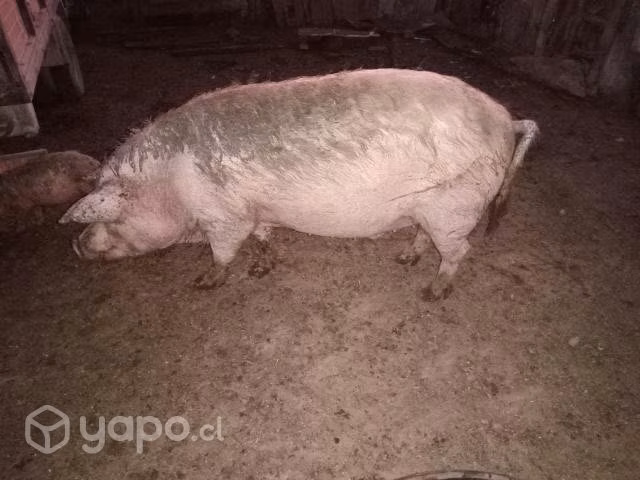 Chanchos - Imagen 2