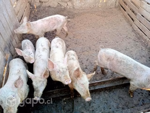 Chanchos - Imagen 4