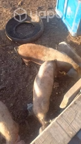 Chanchos - Imagen 3