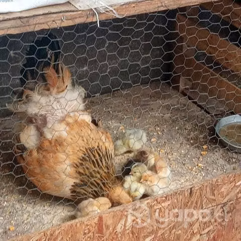 Pollos Bramas