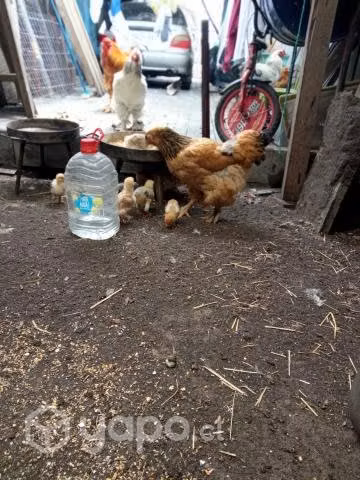 Pollos Bramas