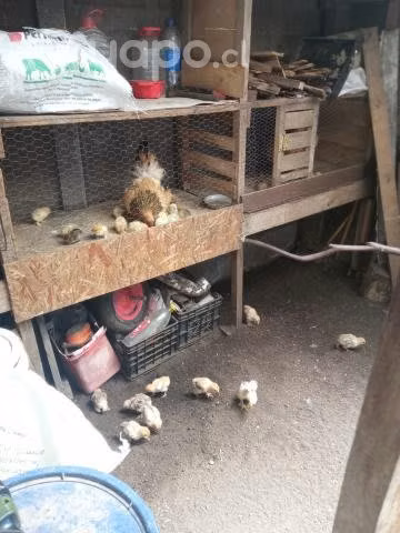 Pollos Bramas