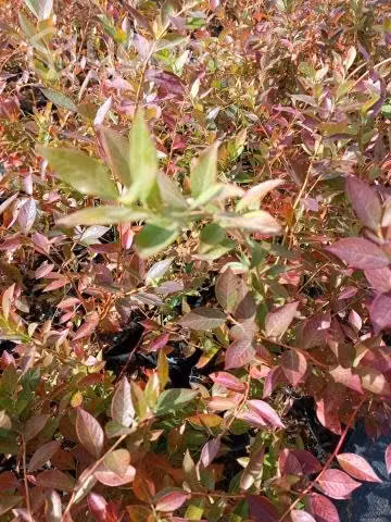 Plantas de Arándanos