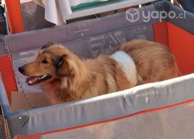Perrita en adopción