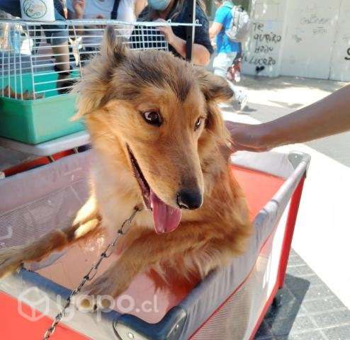 Perrita en adopción - Imagen 2