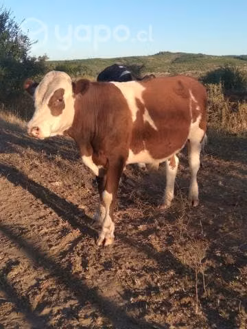 Toro 1.4 años - Imagen 2