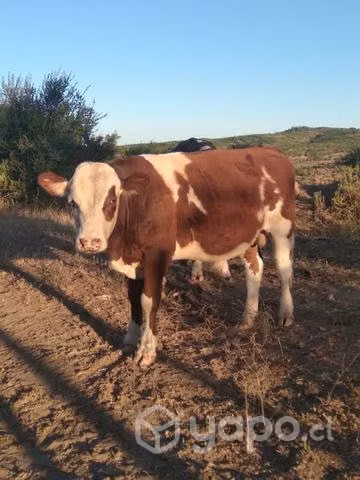 Toro 1.4 años
