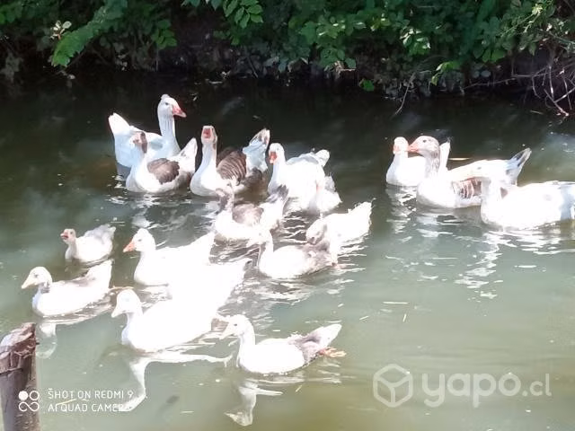 Gansos y gansas