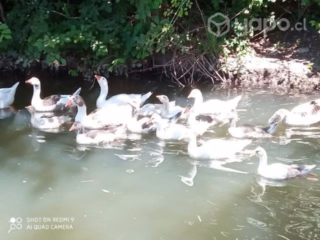 Gansos y gansas - Imagen 2