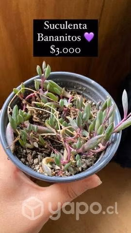 Plantas y suculentas