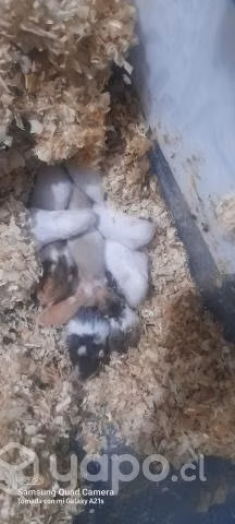 Hamster golden sirios en talca.