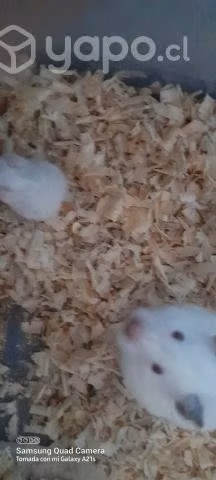 Hamster golden sirios en talca.