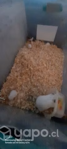 Hamster golden sirios en talca.