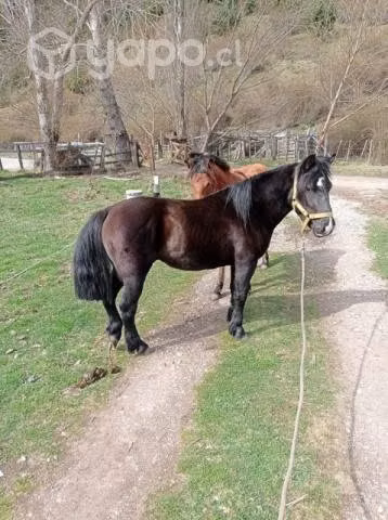 Poni