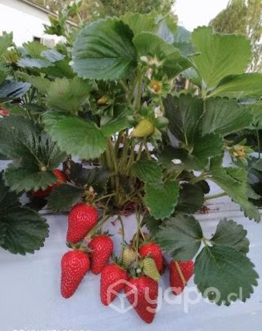Frutillas de gran calidad y de la zona.