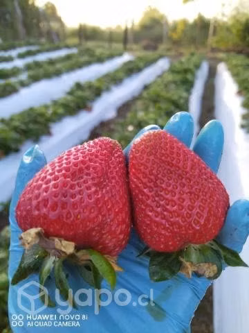 Frutillas de gran calidad y de la zona.