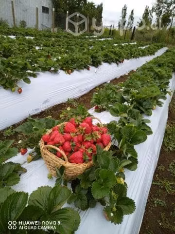 Frutillas de gran calidad y de la zona.
