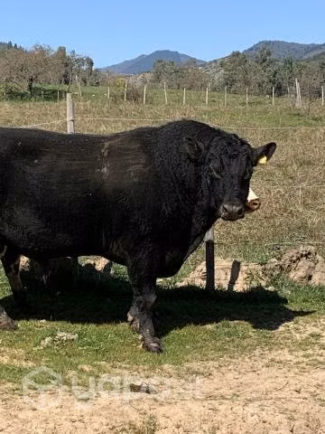 toro - Imagen 2