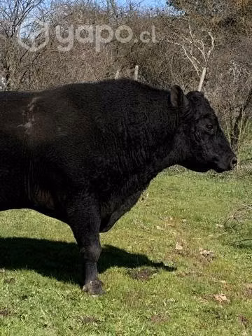 toro - Imagen 4