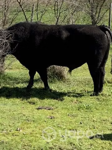 toro - Imagen 6