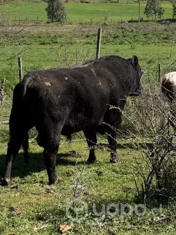 toro - Imagen 5