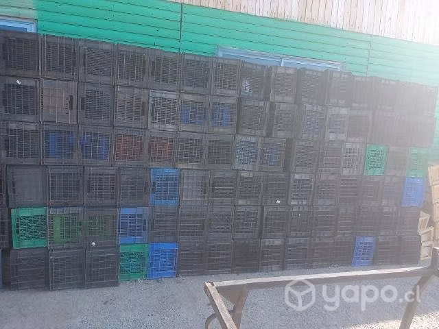 paltas y cajas plásticas cosecheras